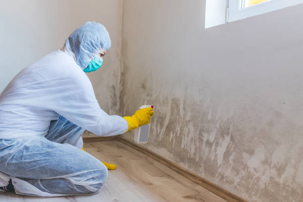 Certified Mold Removal in Bangor, MI