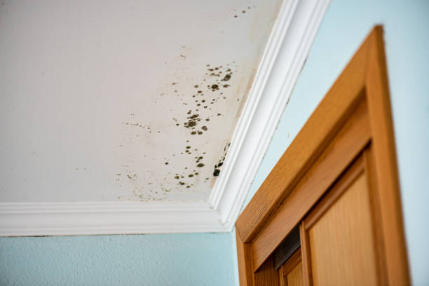 Best Same-Day Mold Removal  in Bangor, MI