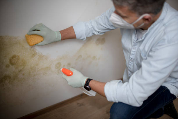 Best Local Mold Removal Service  in Bangor, MI