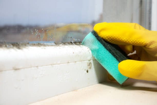 Best Toxic Mold Removal  in Bangor, MI