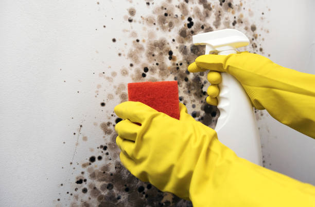 Trusted Bangor, MI Mold Removal Experts