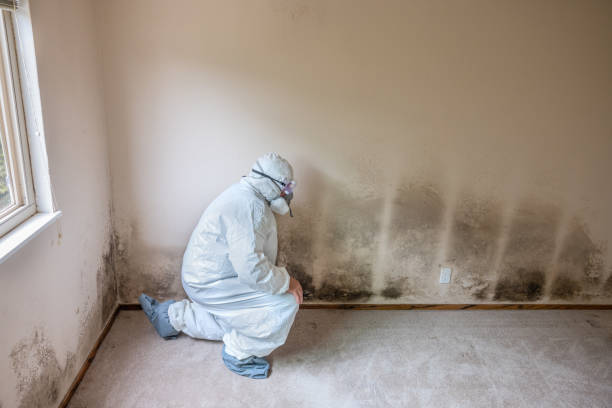 Best Mold Damage Repair  in Bangor, MI