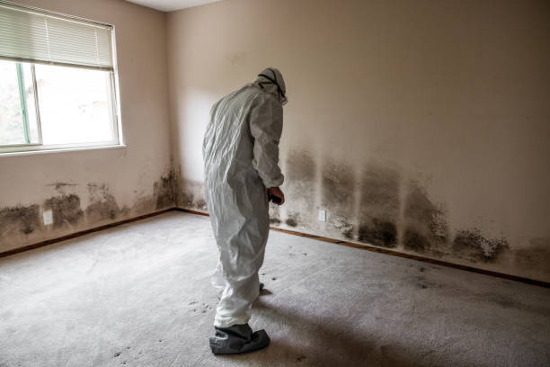 Best Emergency Mold Removal  in Bangor, MI