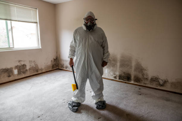 Best Mold Removal Company Near Me  in Bangor, MI