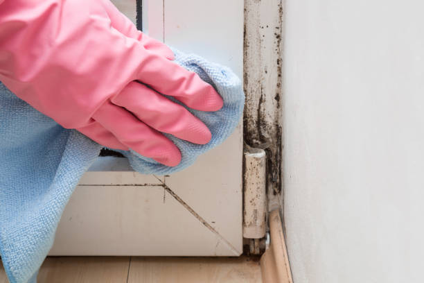 Best Black Mold Removal  in Bangor, MI